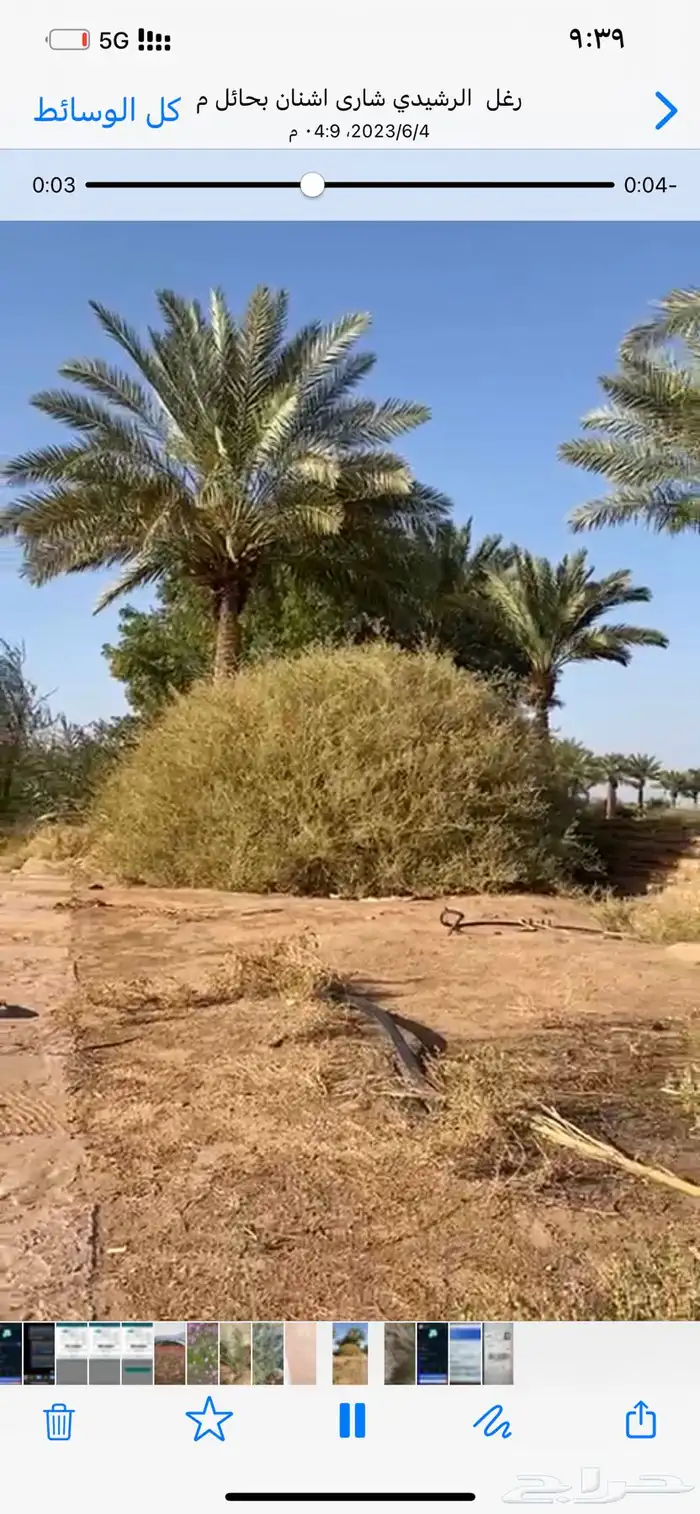 بذور رغل ملحي 2