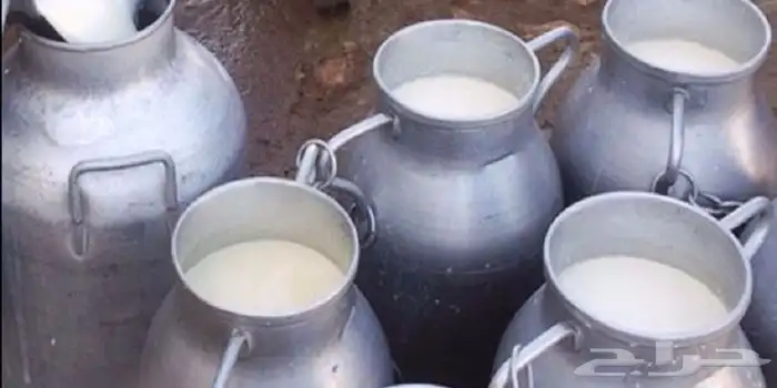 يوجد حليب بقر كميات كبيره وسعر مناسب الموقع الزلفي 1