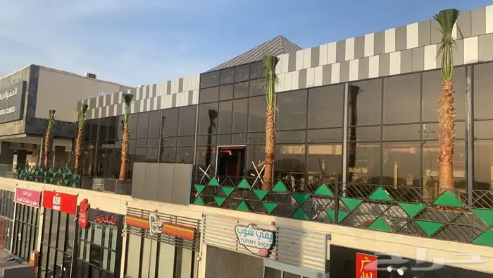 نخل واشنطني زينه للبيع 5