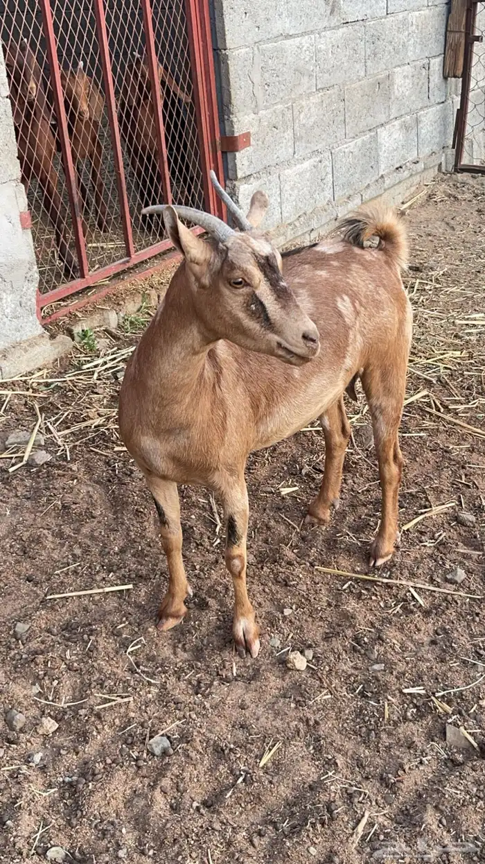 عناق عمانية دافع( تم البيع) 2