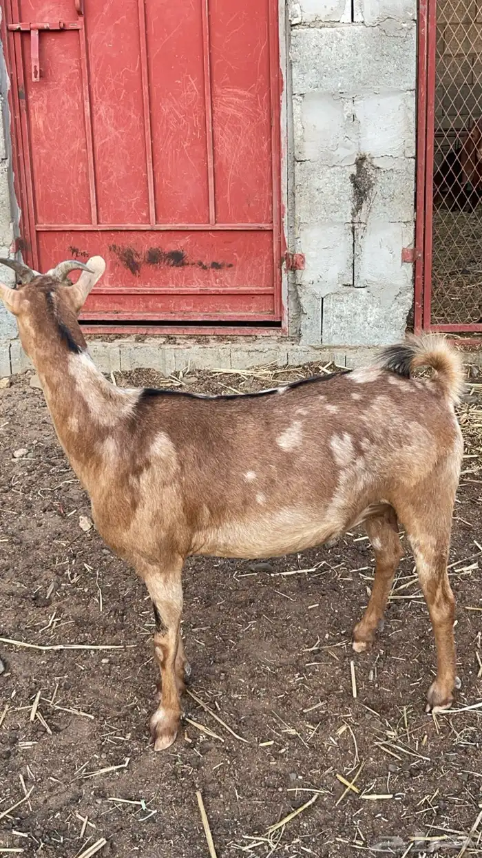 عناق عمانية دافع( تم البيع) 3