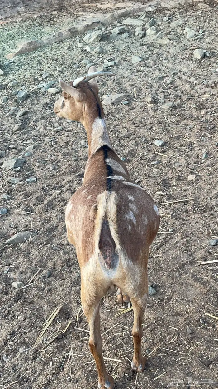 عناق عمانية دافع( تم البيع) 1