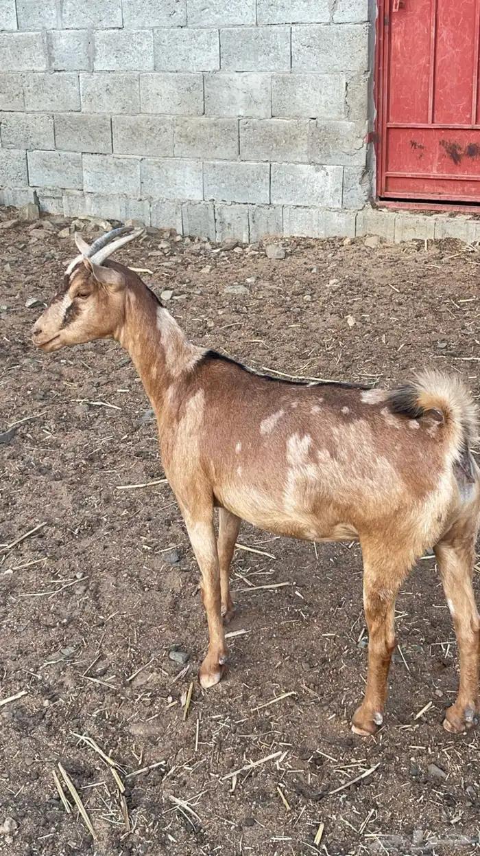 عناق عمانية دافع( تم البيع) 4