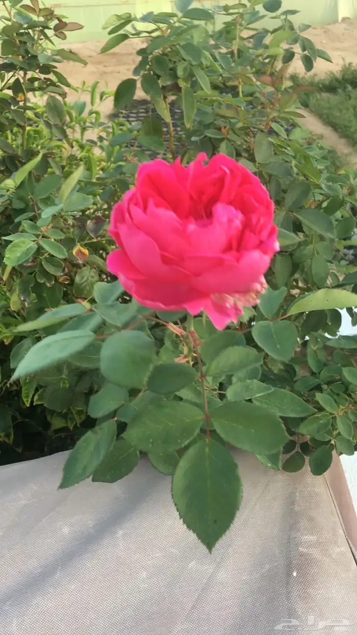 عروض شتلات زراعية 19