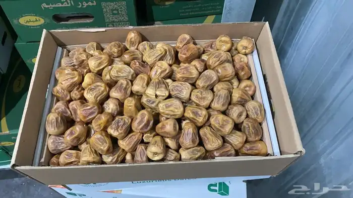 كميات جميع انواع التمور من القصيم 7