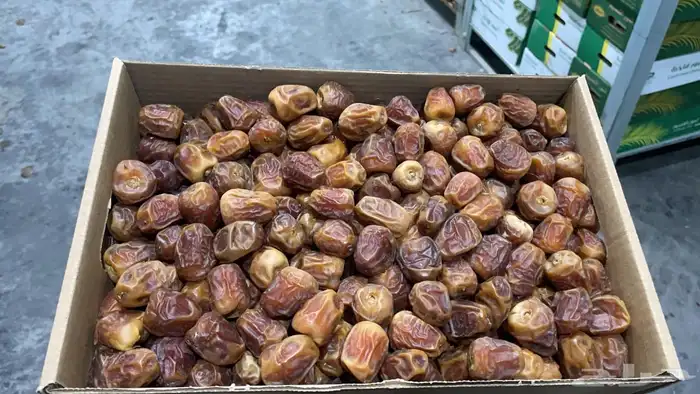 كميات جميع انواع التمور من القصيم 5