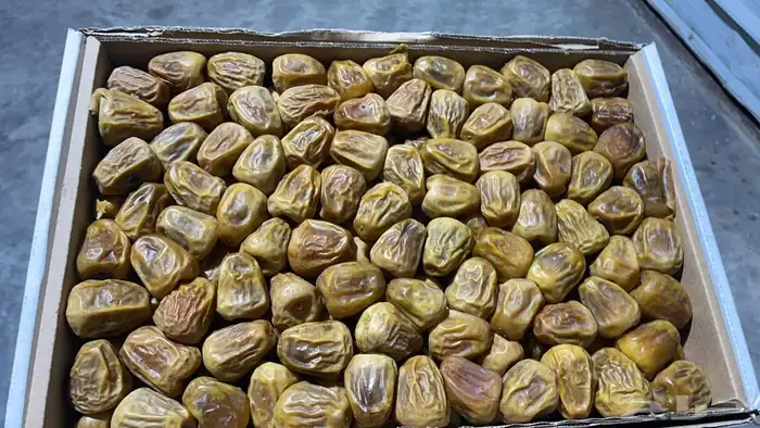 كميات جميع انواع التمور من القصيم 3