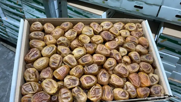 كميات جميع انواع التمور من القصيم 8