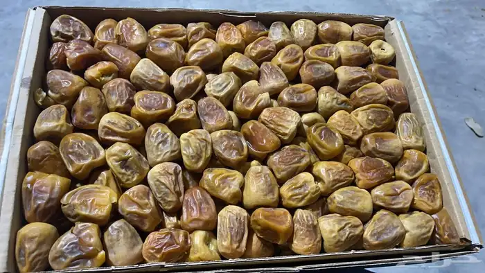 كميات جميع انواع التمور من القصيم 2