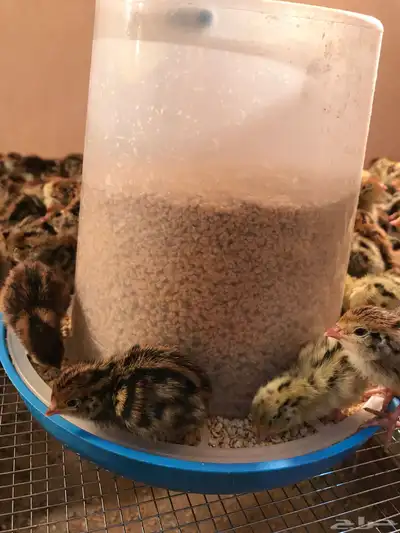 صوص سمان 6