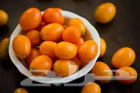 شتلات برتقال ملكي كيمكوات 1