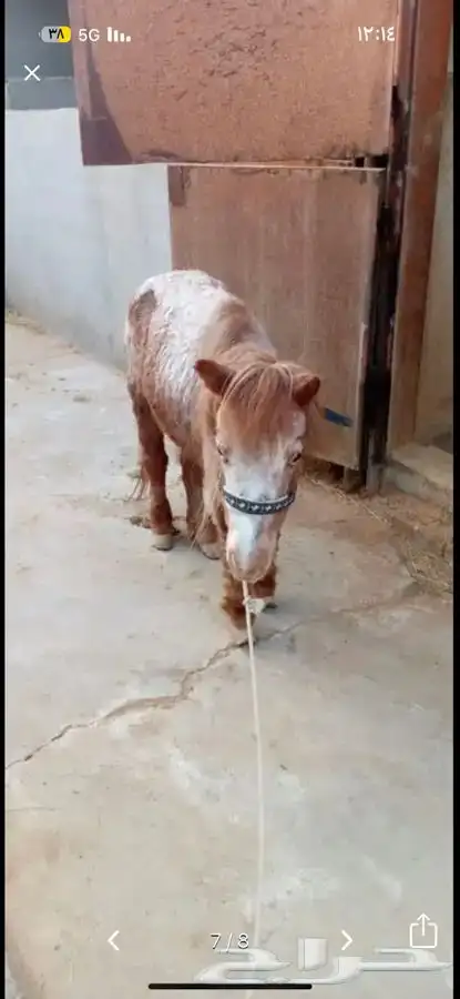 سيسية ابو لوزة 1
