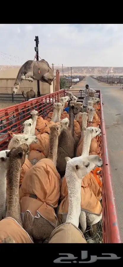 تريلة نقل وتحميل ابل طول 16 0