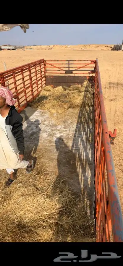 تريلة نقل وتحميل ابل طول 16 1