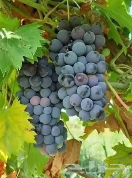 عروض شتلات زراعية 28