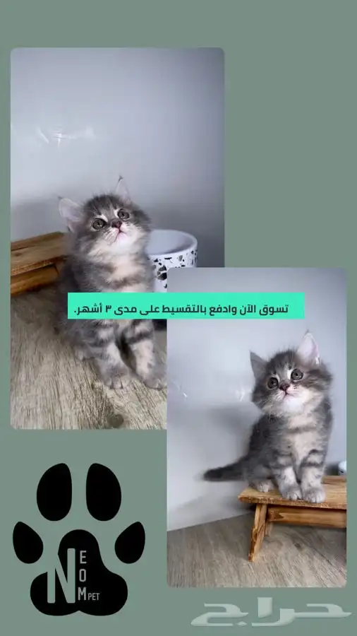 كيتن قطه سكوتش فولد هملايا شيرازي بيكي فيس ستريت انثى ذكر 1