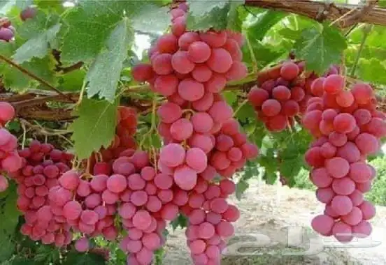 عروض شتلات زراعية 31