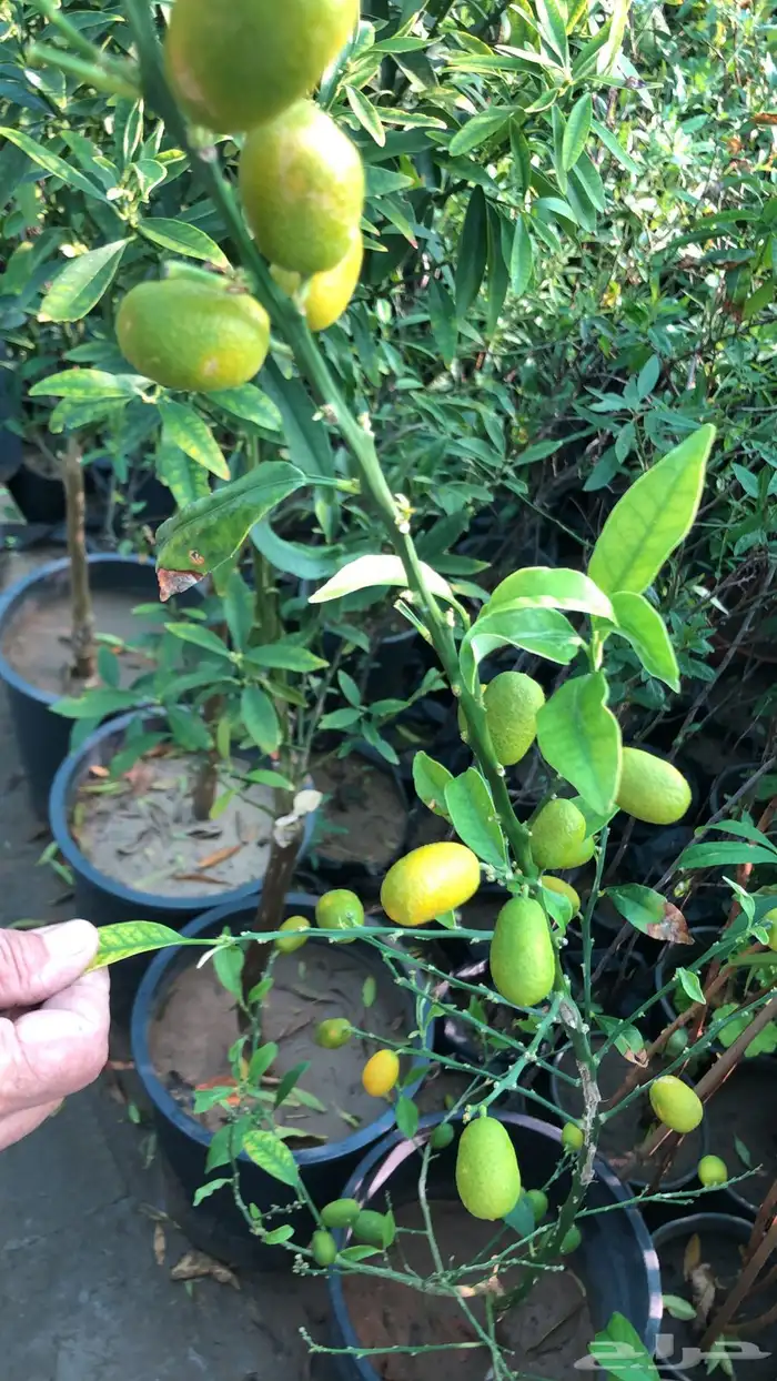 عروض شتلات زراعية 2