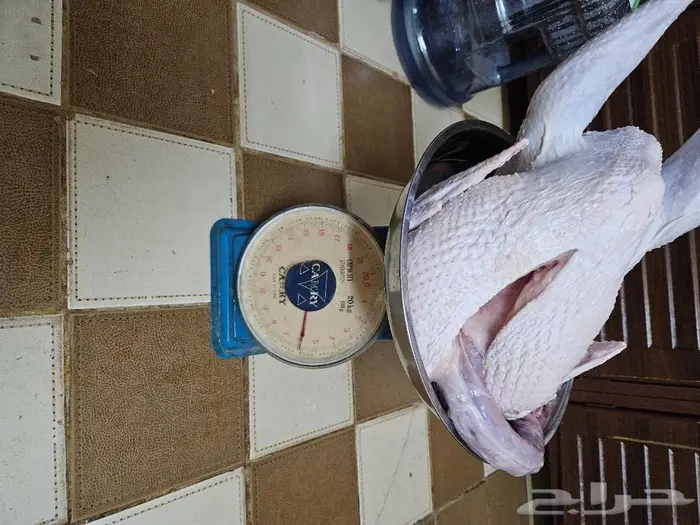 ديك رومي ذبح 0