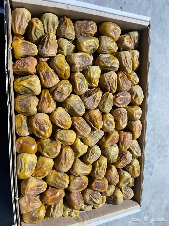 كميات جميع انواع التمور من القصيم 1