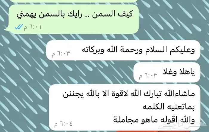 سمن غنم طبيعي بدون اضافات .. الذ سمن ممكن تذوقونه 9