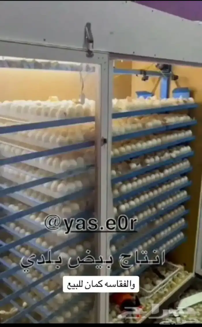 فقاسات الياسريه نضام التبريد والنضام العادي 10