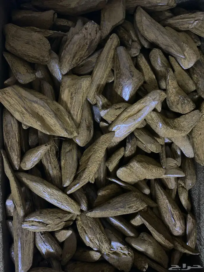 عود مروكي محسن بيور ( عود جاكرتا ) 1