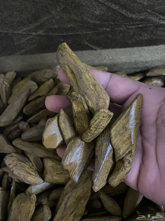 عود مروكي محسن بيور ( عود جاكرتا ) 0