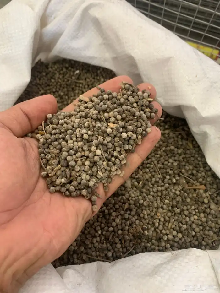 بذور كف مريم 1