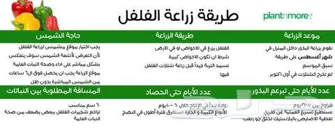 بذور فلفل هابانيرو الحار 2