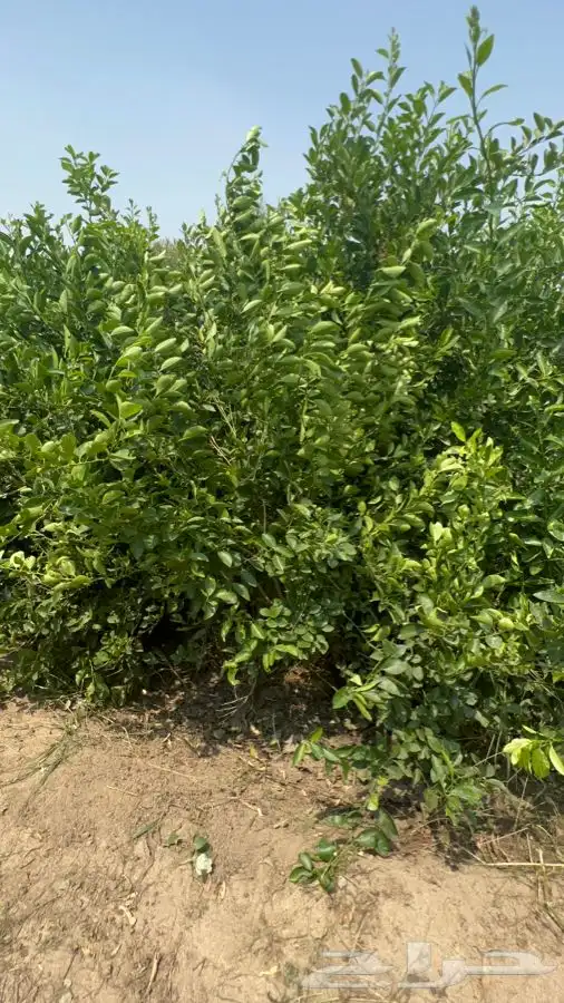 أشجار ليمون جملة للكميات فقط 2