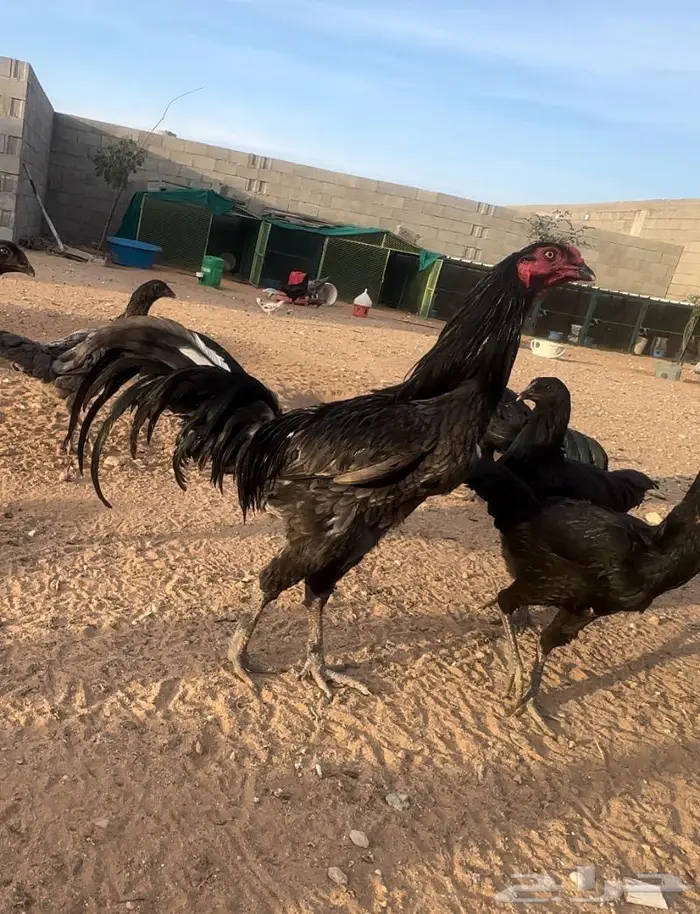 ديوك ودجاج جملة 6