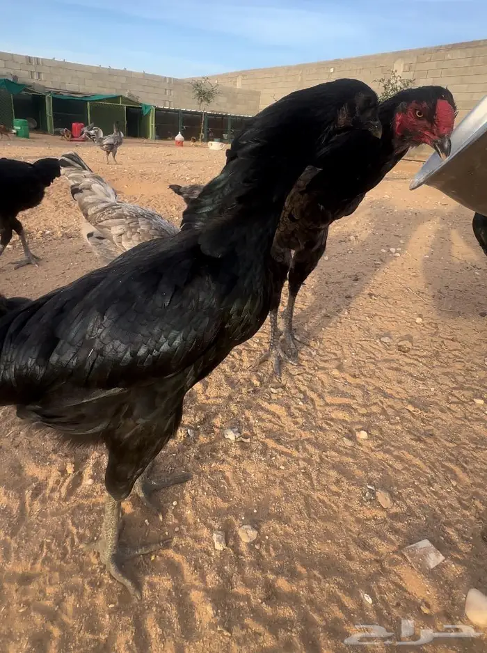 ديوك ودجاج جملة 9