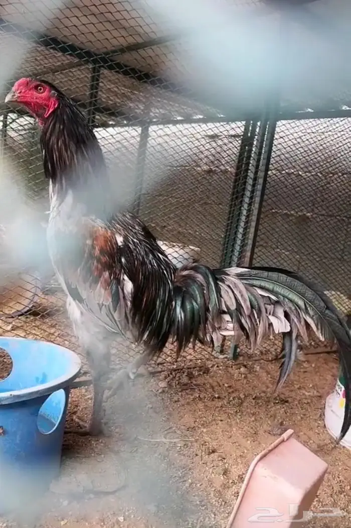 ديوك ودجاج جملة 5