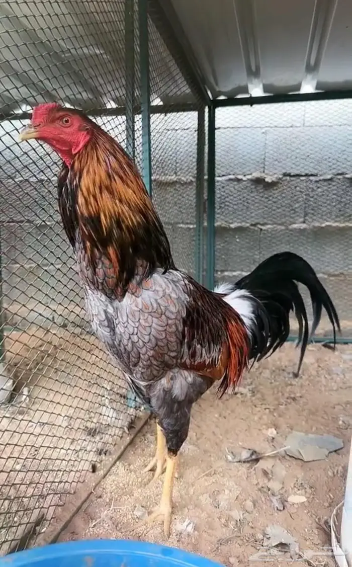 ديوك ودجاج جملة 1