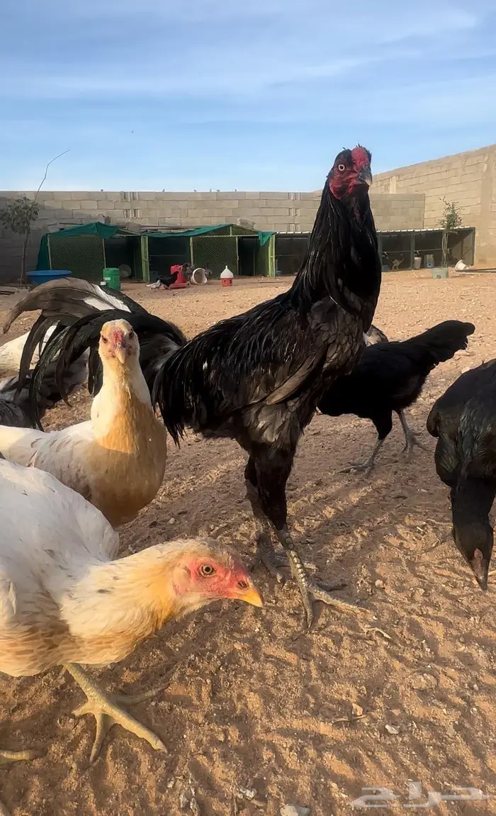ديوك ودجاج جملة 8