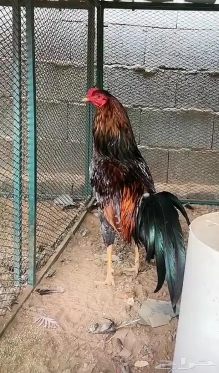 ديوك ودجاج جملة 2
