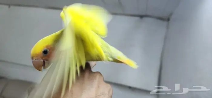 طير روز اليف وهدد 3