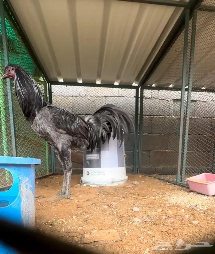 ديوك ودجاج جملة 4