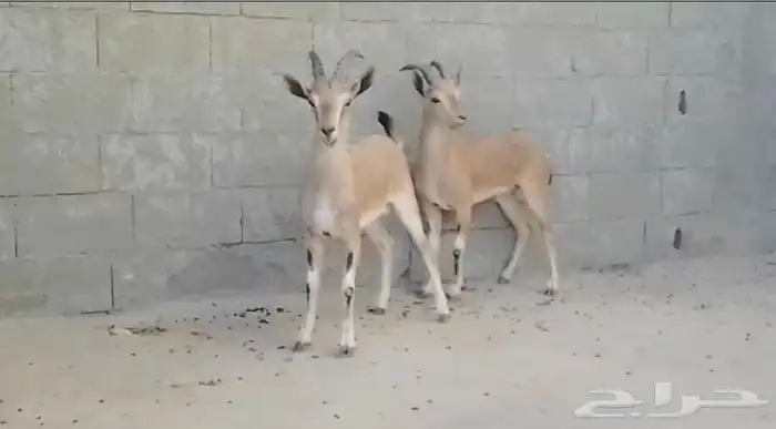 هجين وعل نجدي فااخر 4