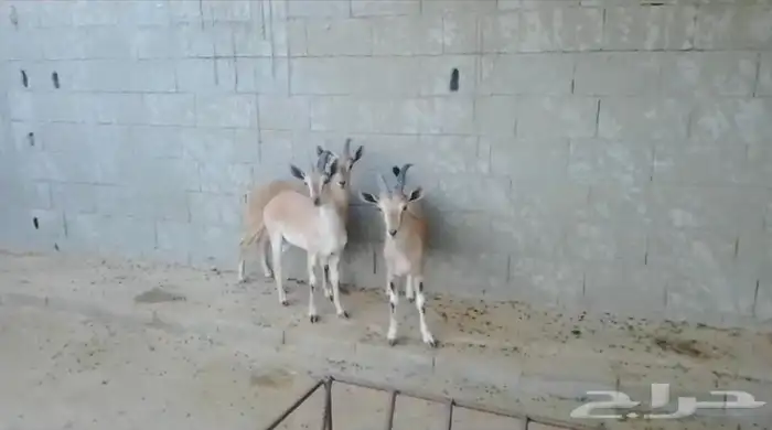 هجين وعل نجدي فااخر 6