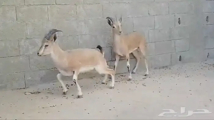 هجين وعل نجدي فااخر 3