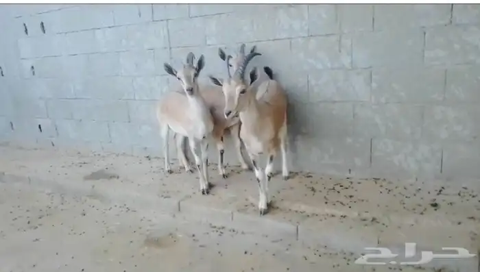 هجين وعل نجدي فااخر 7