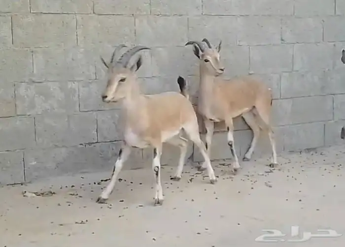 هجين وعل نجدي فااخر 0