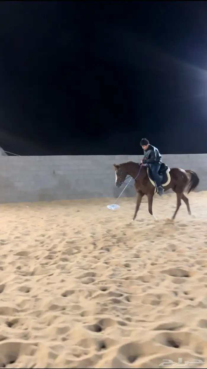 عسف وترويض الخيل 1