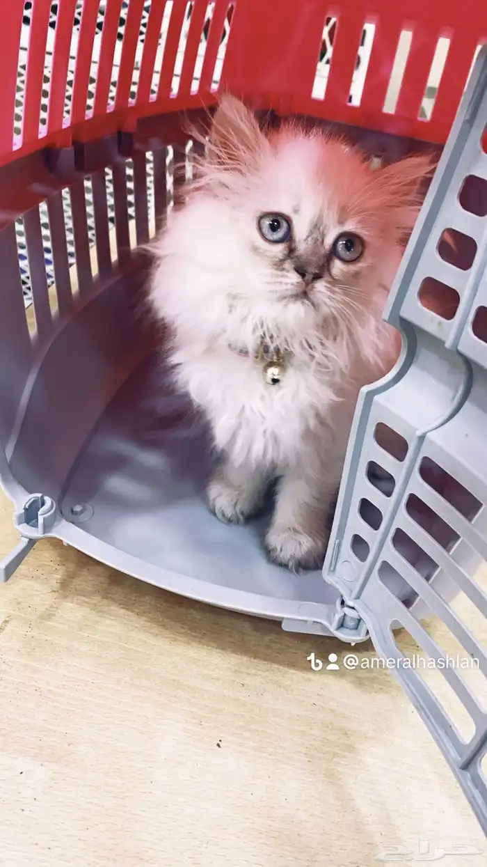 العامريه لطيور واسماك الزينه والقطط الاليفه 42