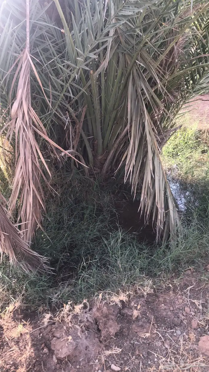 فراخة نخل صقعي و خضري و منوع للبيع 2
