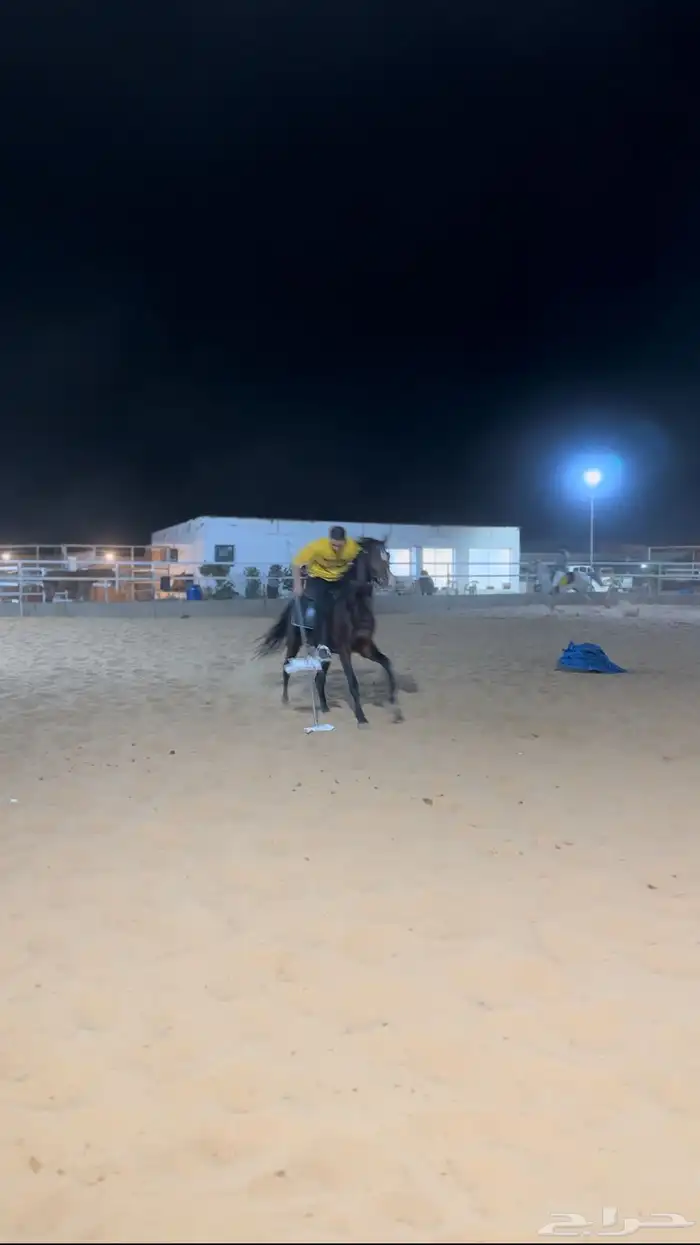 تعليم ركوب الخيل 1