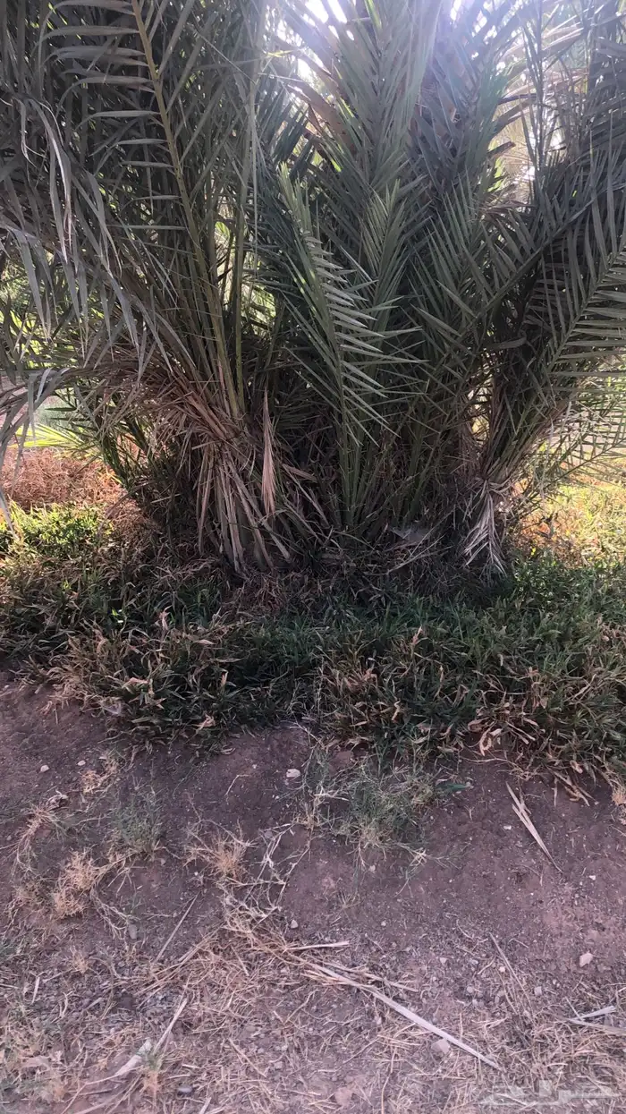 فراخة نخل صقعي و خضري و منوع للبيع 0