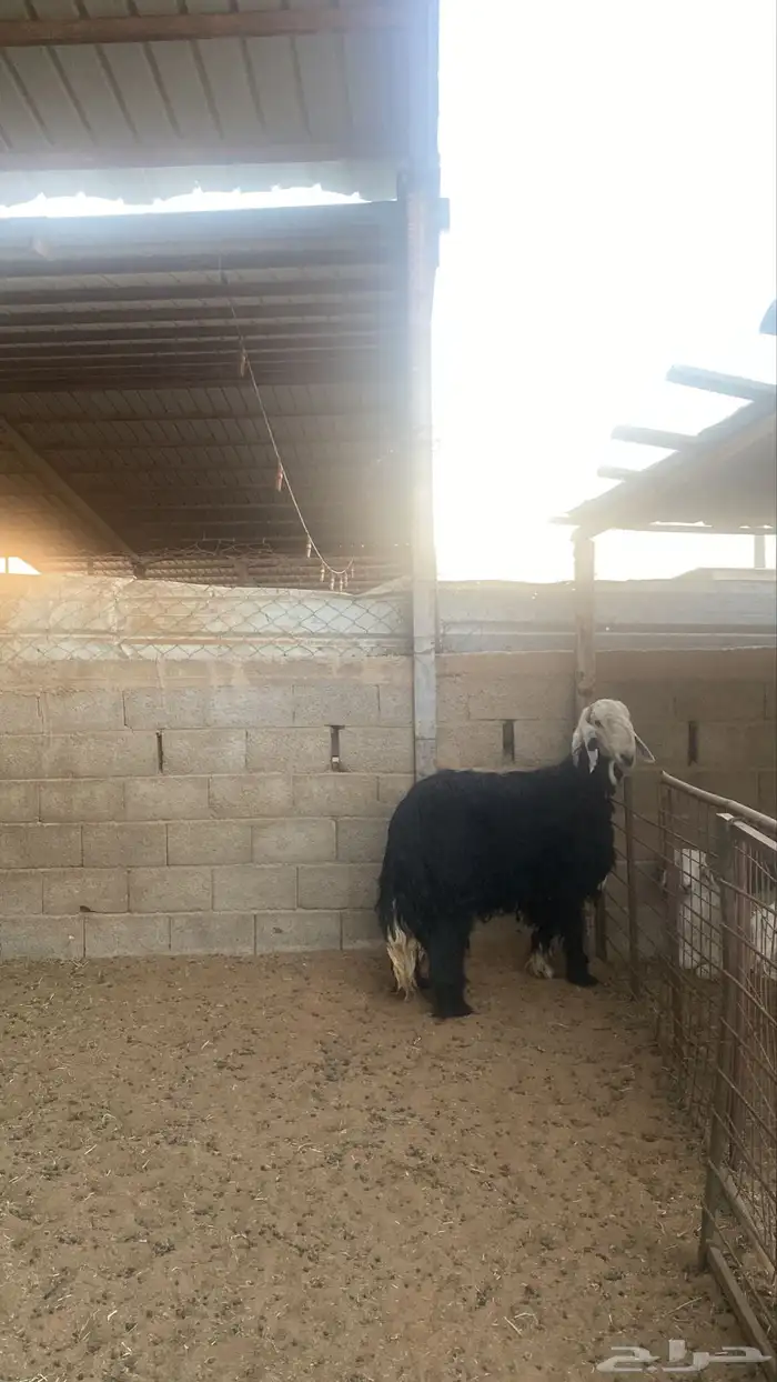 خروف نجدي 5